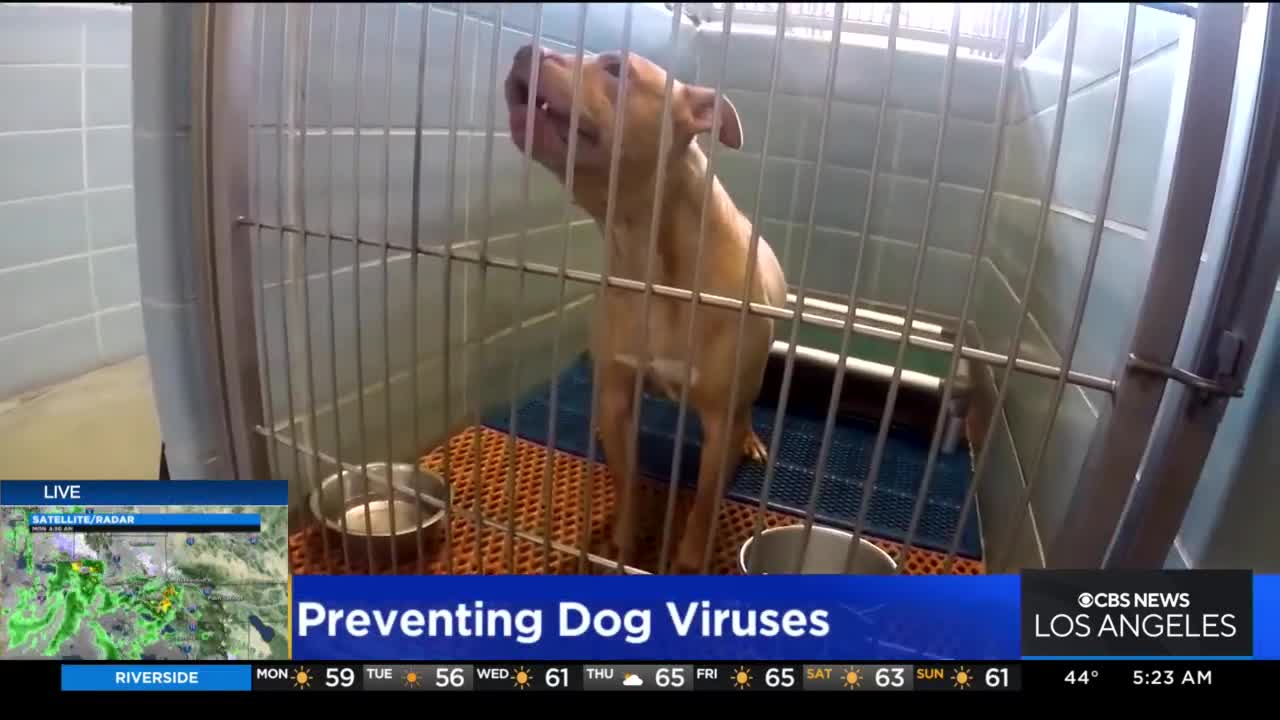 Canine-flu season is here Dog symptoms to watch for