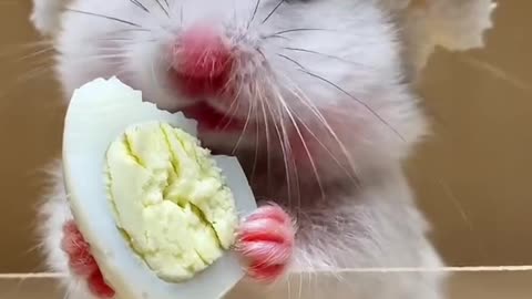 Little hamsters eat eggs. Do you like them