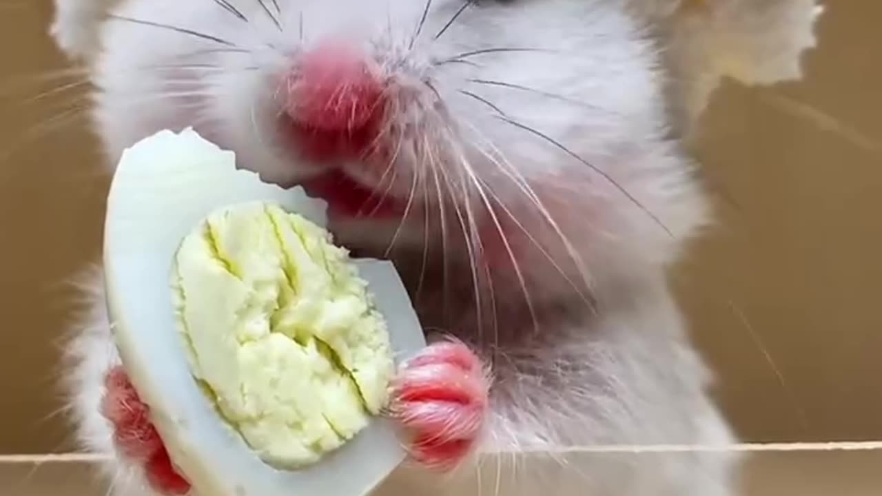 Little hamsters eat eggs. Do you like them