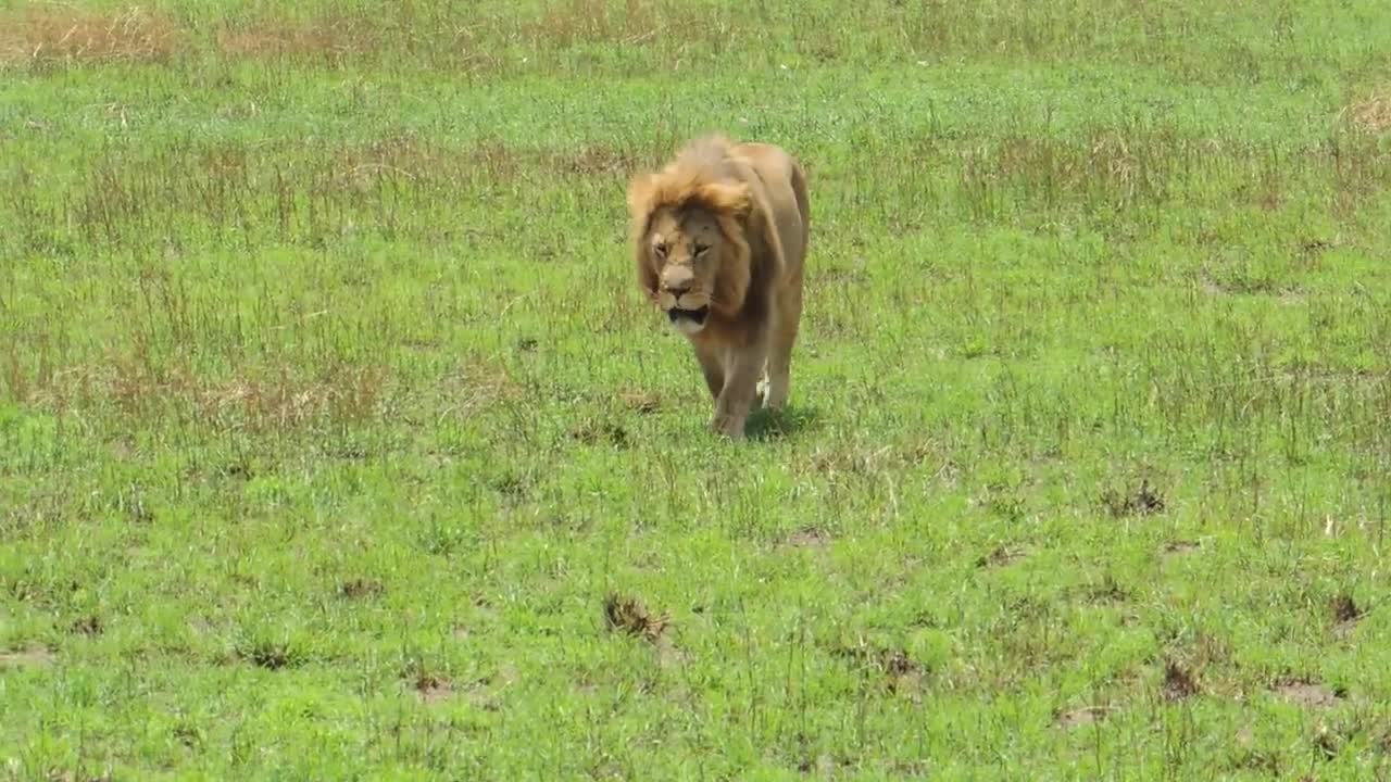 male lion