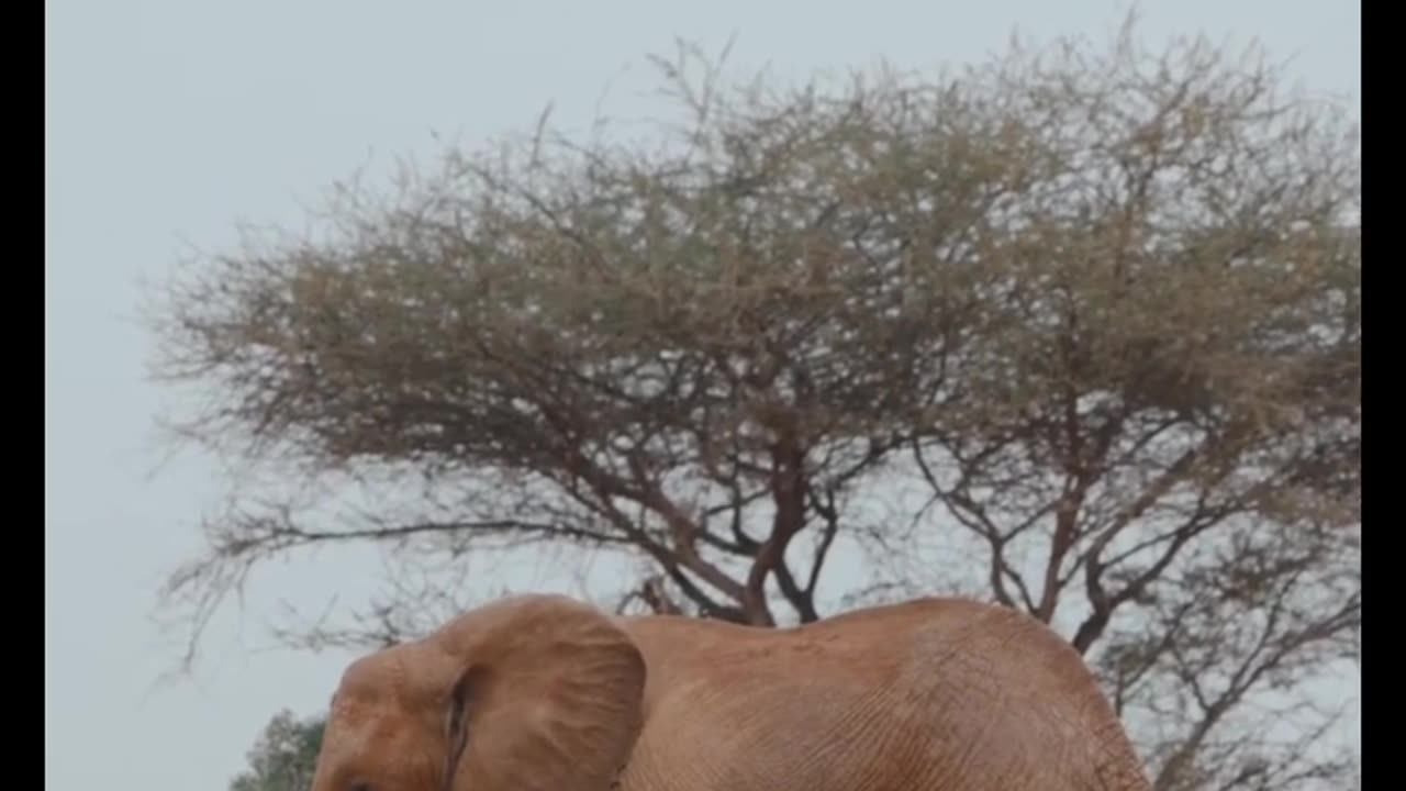 African Elephants Family Walking With a Baby -Animals -#shorts