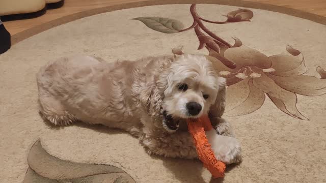 The Cocker spaniel and his toy.