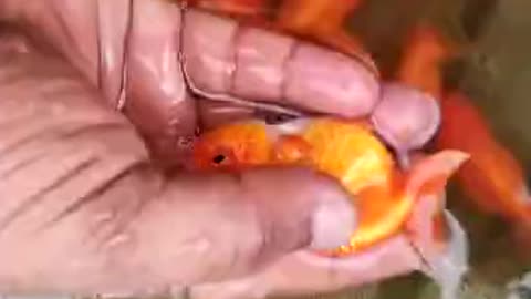 Beautiful baby ranchu goldfish