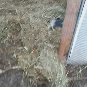 Have you seen a pig yawn?