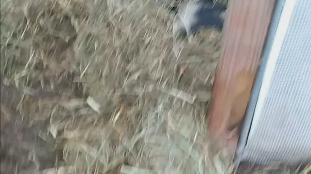 Have you seen a pig yawn?