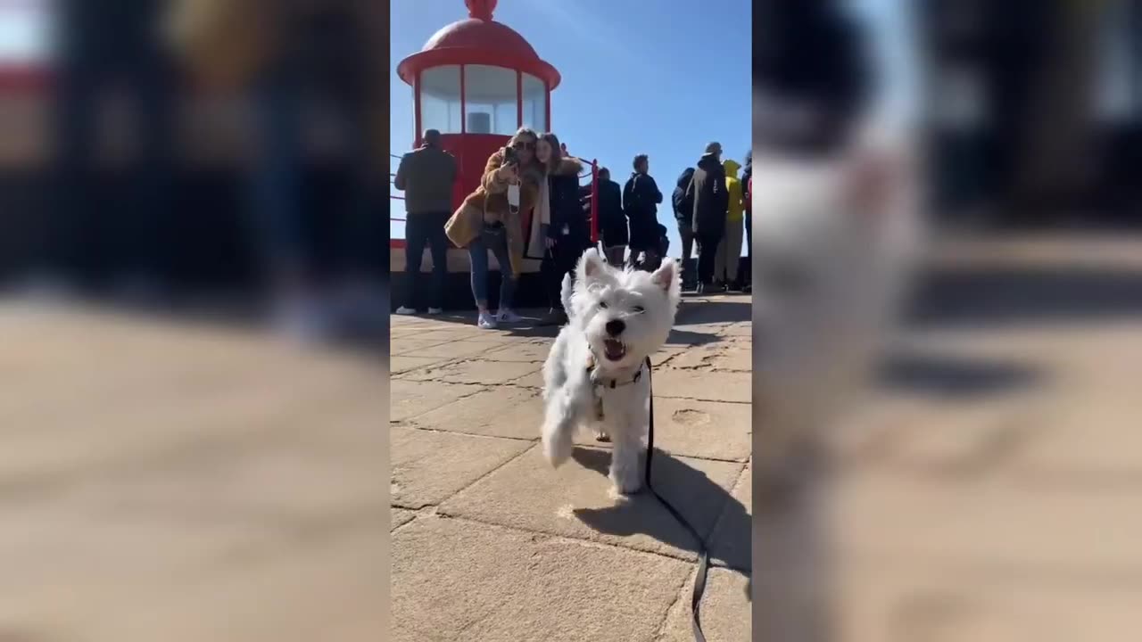 Animal Boom Funniest
