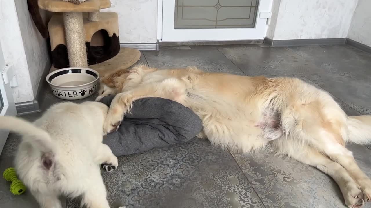 Golden Retriever Puppy's Reaction When His Bed Was Taken Away lucky