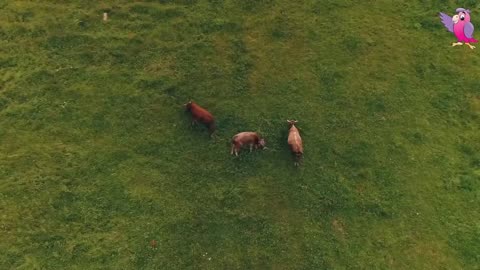 COWS MOOING AND GRAZING IN A FIELD lOOOl