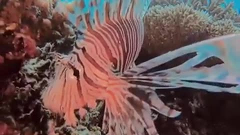 The Greatest Thing in The World #shorts #viral #shortsvideo #video