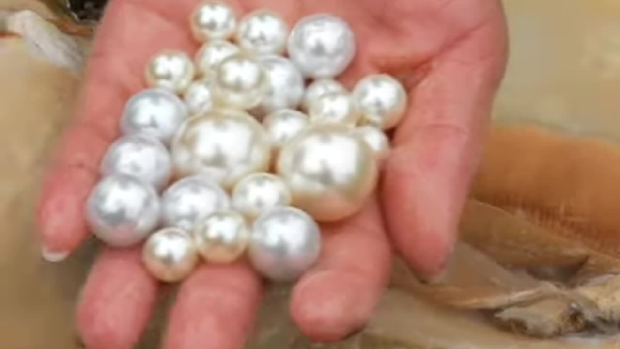 ❤️🔥💋 Attractive pearl clams #pearl #treasurehunti #river