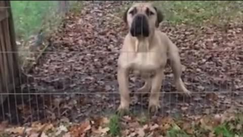 BOERBOEL