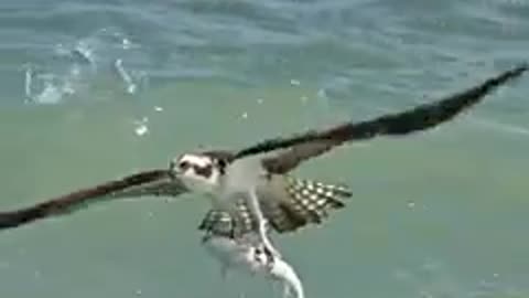 Osprey in Italy