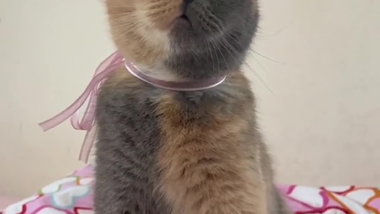 cute cat🥰