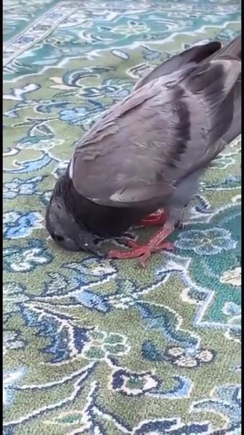 Dove of Peace Pray for Peace