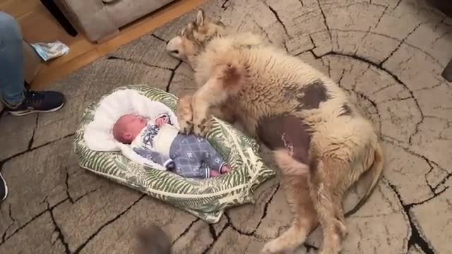 Adorable Dog Follows Newborn Baby Everywhere! He Loves Him So Much!
