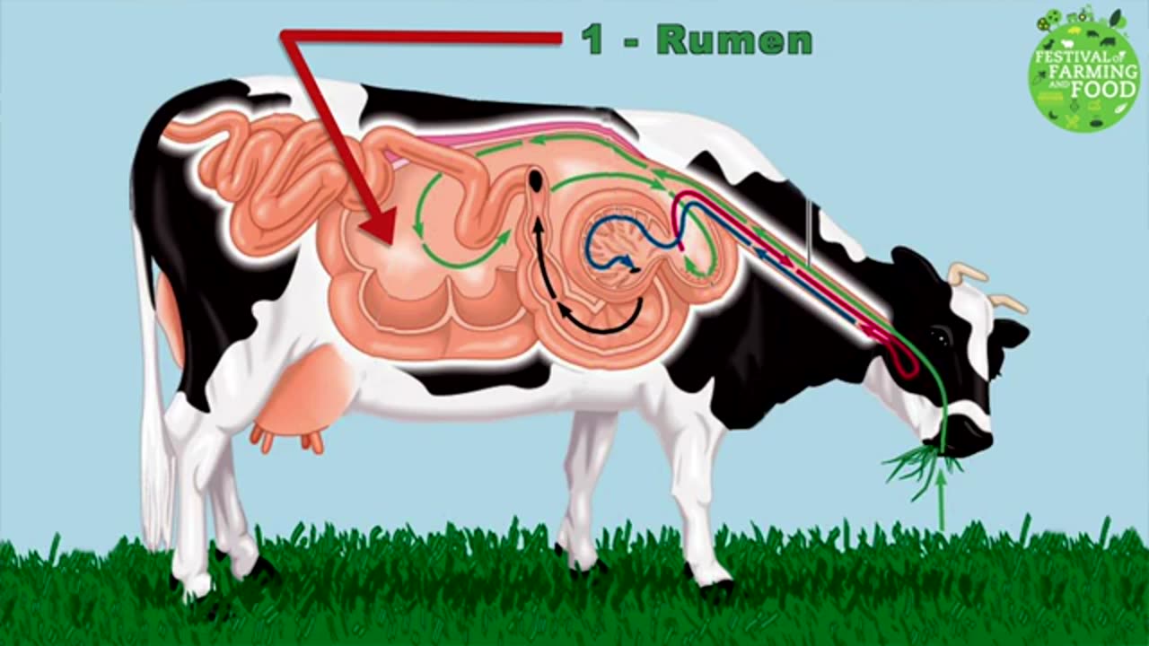 Cow feed and milk