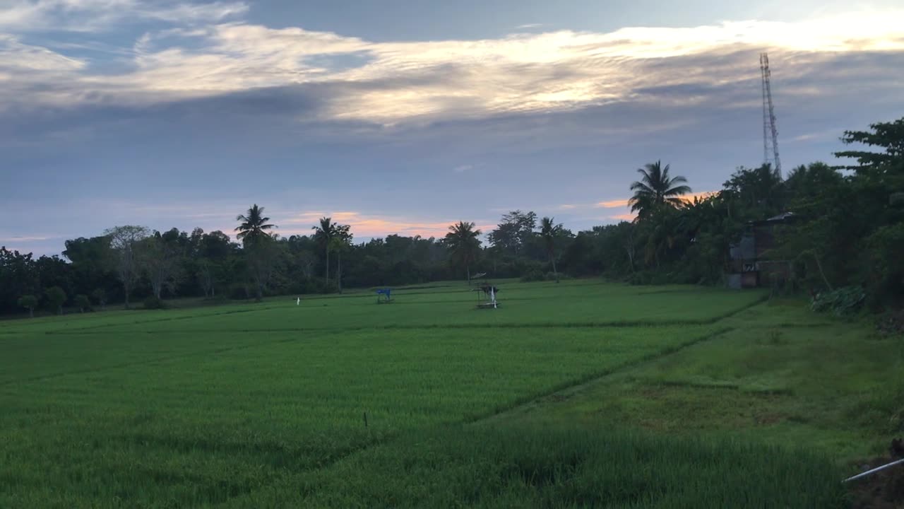 Green Rice Field Footage __ Free Video Footage __ Free Download