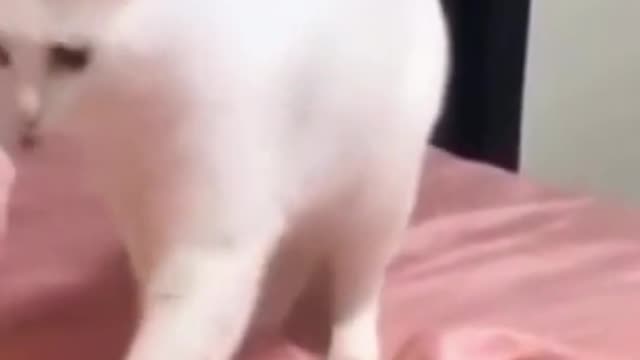 Funny cat