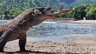 《 NEW 》Komodo dragon feed on shark carcass