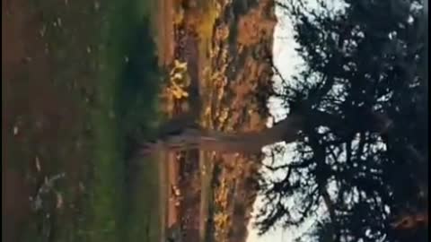 Vidéo imazighan