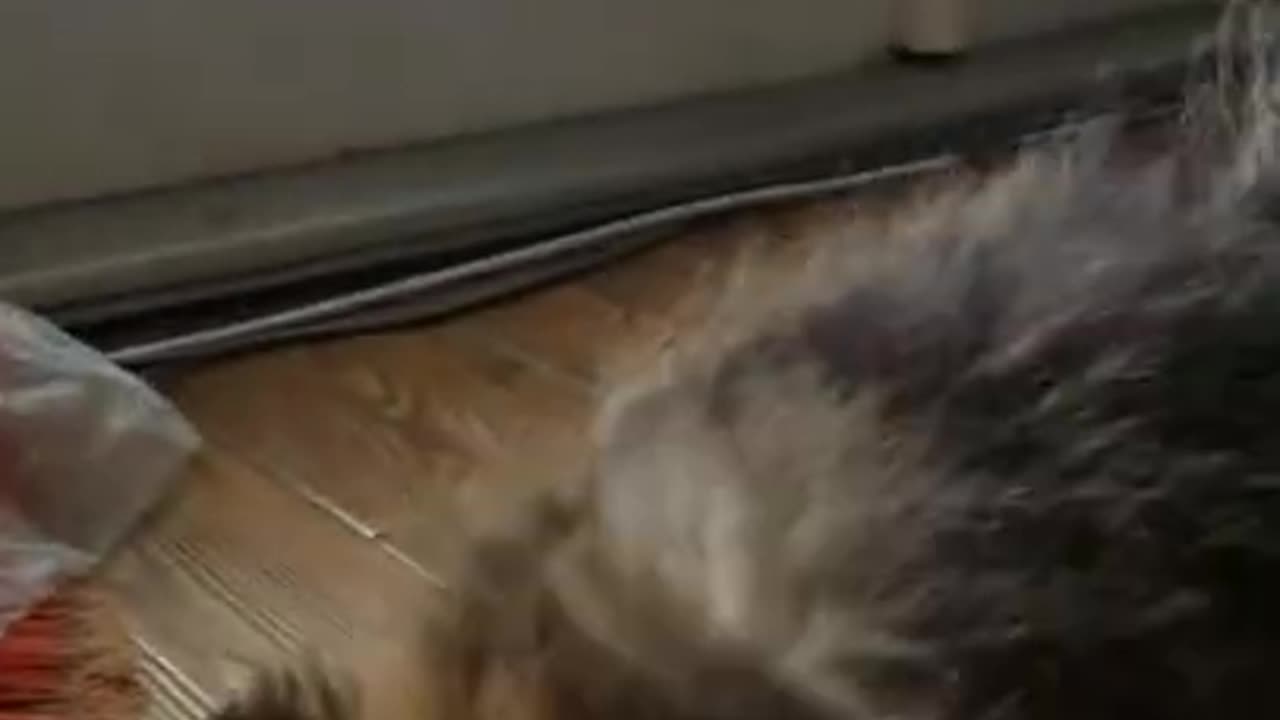 Dog Training Techniques Funny and Cute Dog Training Video