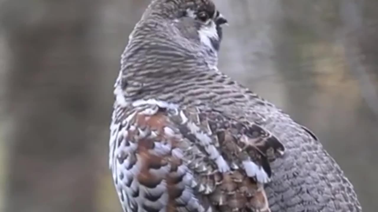 Beautiful bird😍 of Forest singing melodious.