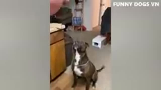 Funniest Animals Video - Funny Dogs And Cats - Try Not To Laugh Animals