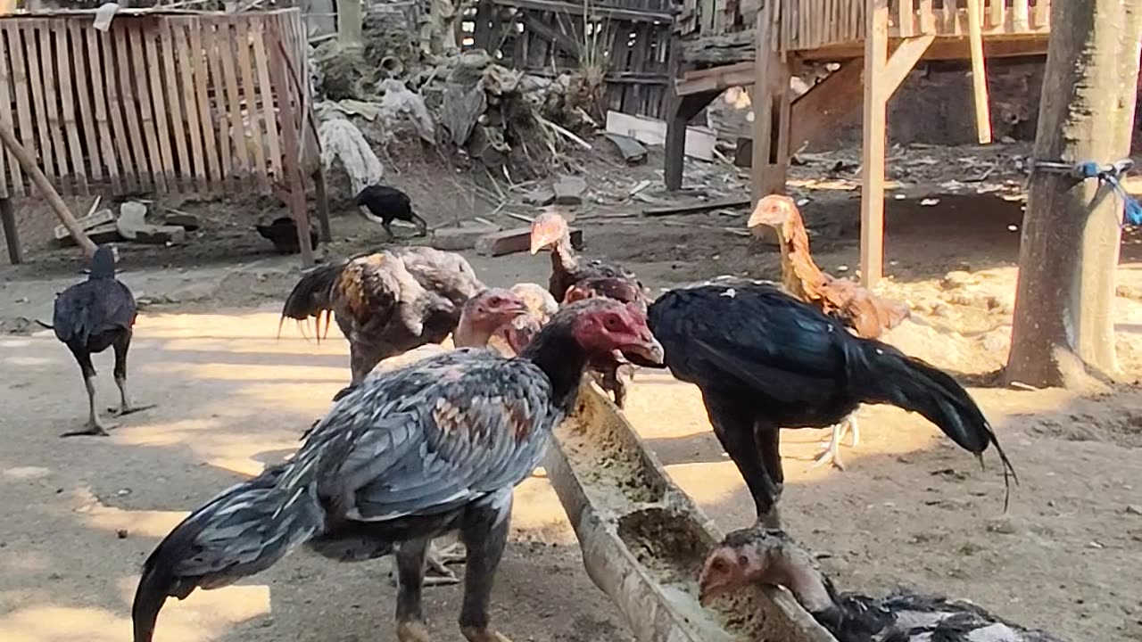 Do you like raising chickens?