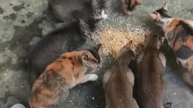 bunch of cats gathering
