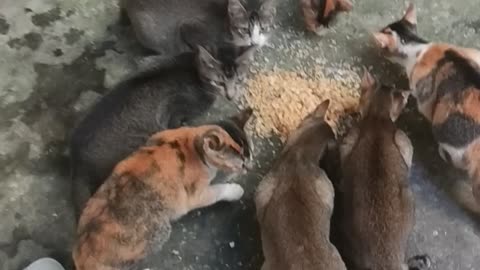 bunch of cats gathering