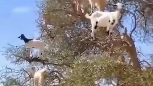 How these goats climb on tree