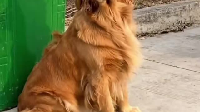Number Five: Sometimes you need to be like a Golden Retriever.