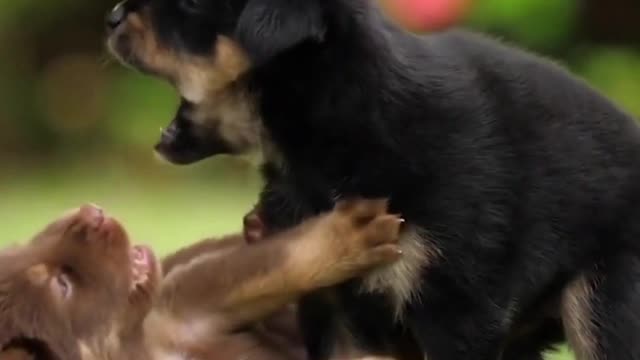 cute loving dogs playing