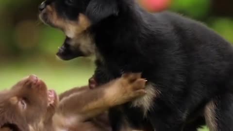 cute loving dogs playing