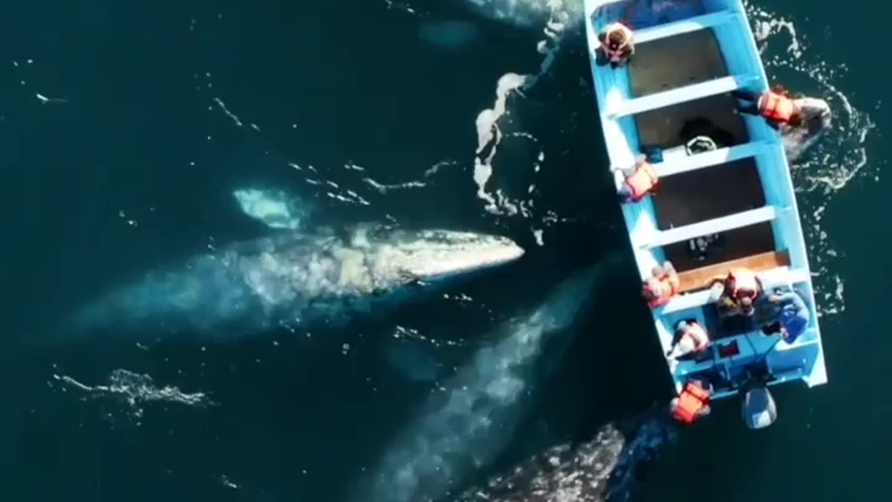 🐋 Rencontre avec des baleines