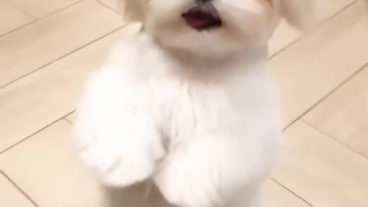 dance cute puppies 😅 #shorts # #animalhomeland