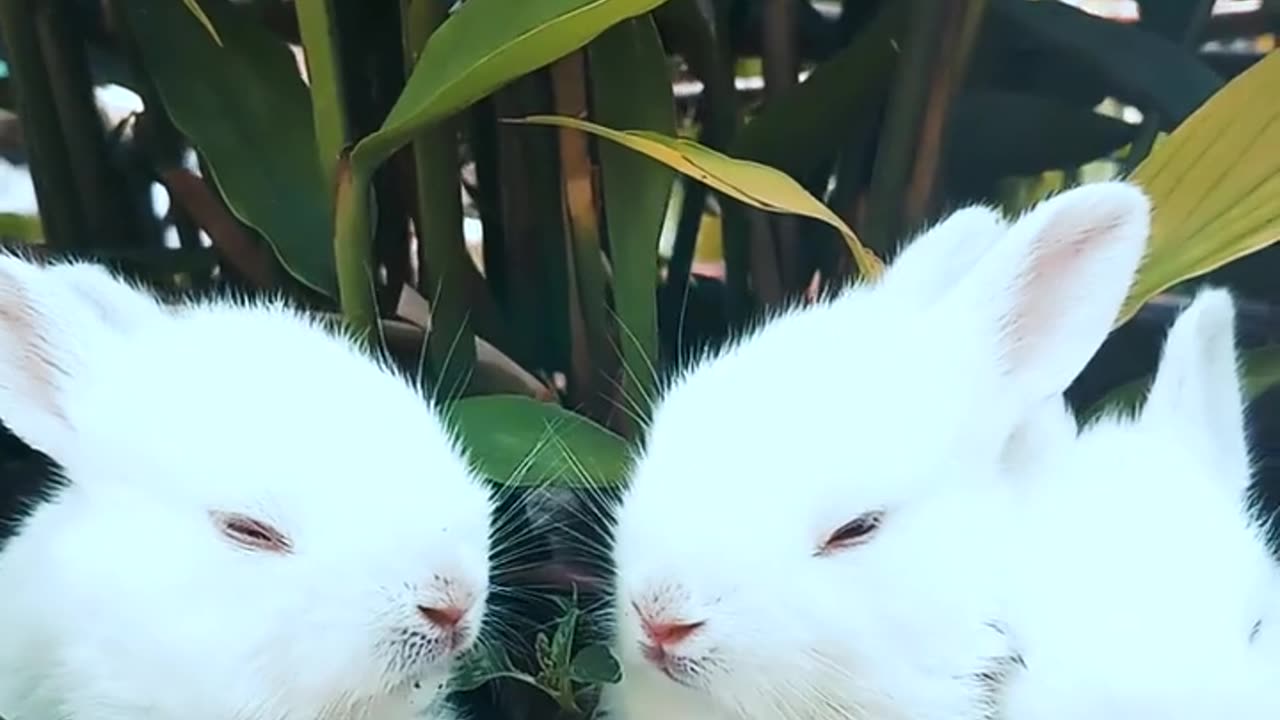 cute rabbits are hungry