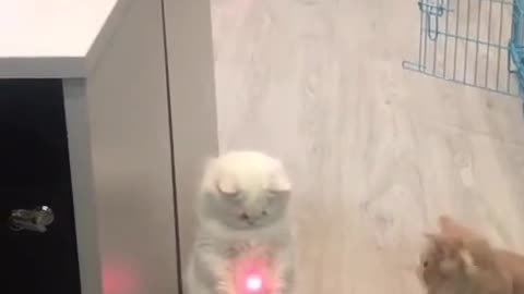 Cute and funny cat video.