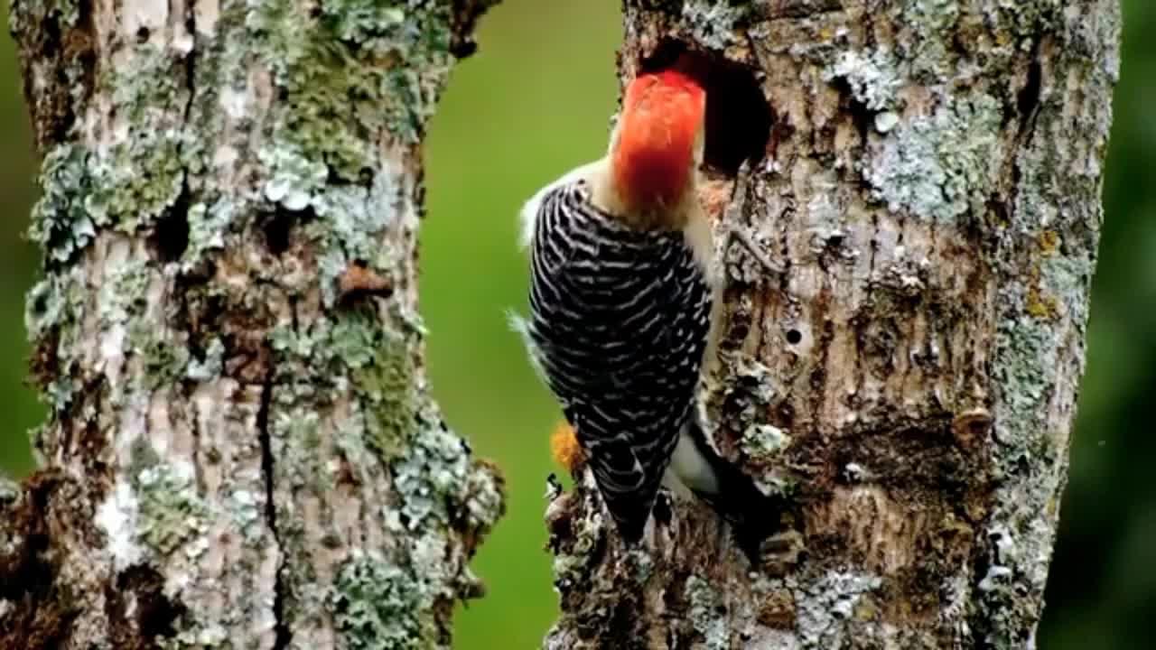 Get to know the Most Beautiful Birds in the World - Birds Chirping, Natural Sound of Birds Singing