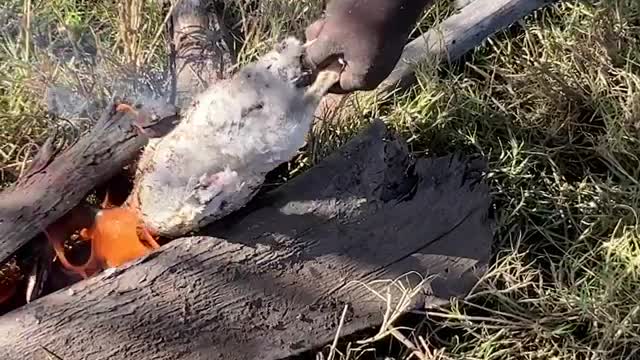 Catch and Cook! Spearing Crocodile, Duck and Barramundi in the wild