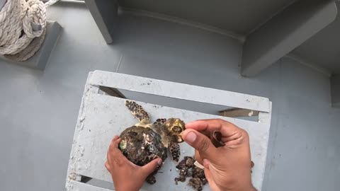 Rescue Sea Turtle Removing Barnacles From a Poor Sea Turtle | animals, Nature, turtles, ocean, ASMR