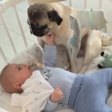 Baby play with dog