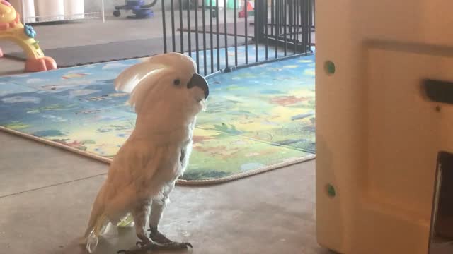 Cockatoo insists he needs some seeds...