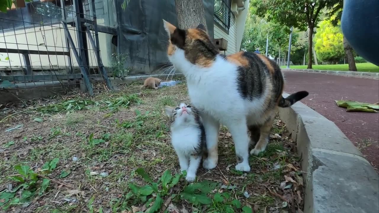 Kitten asking milk from her mommy