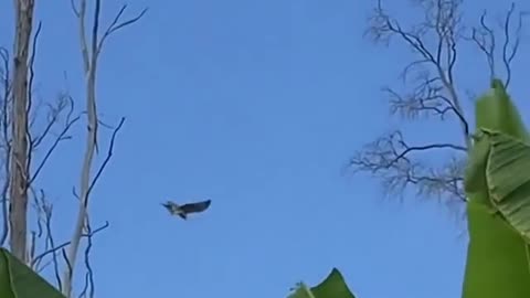 Wildlife