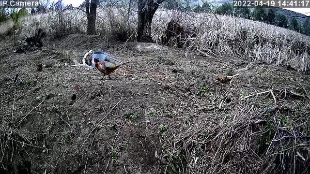 Wild bird cam