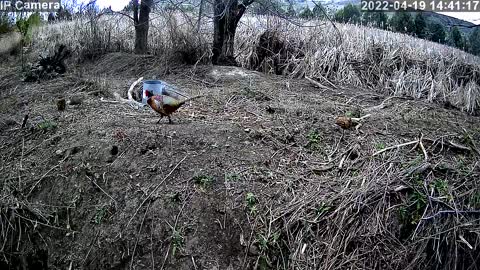 Wild bird cam