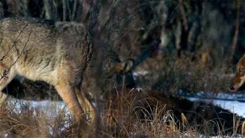 Deadly Wolves Hunting video-4k Nature(Ultra HD) | Nature's Sweet Tales.