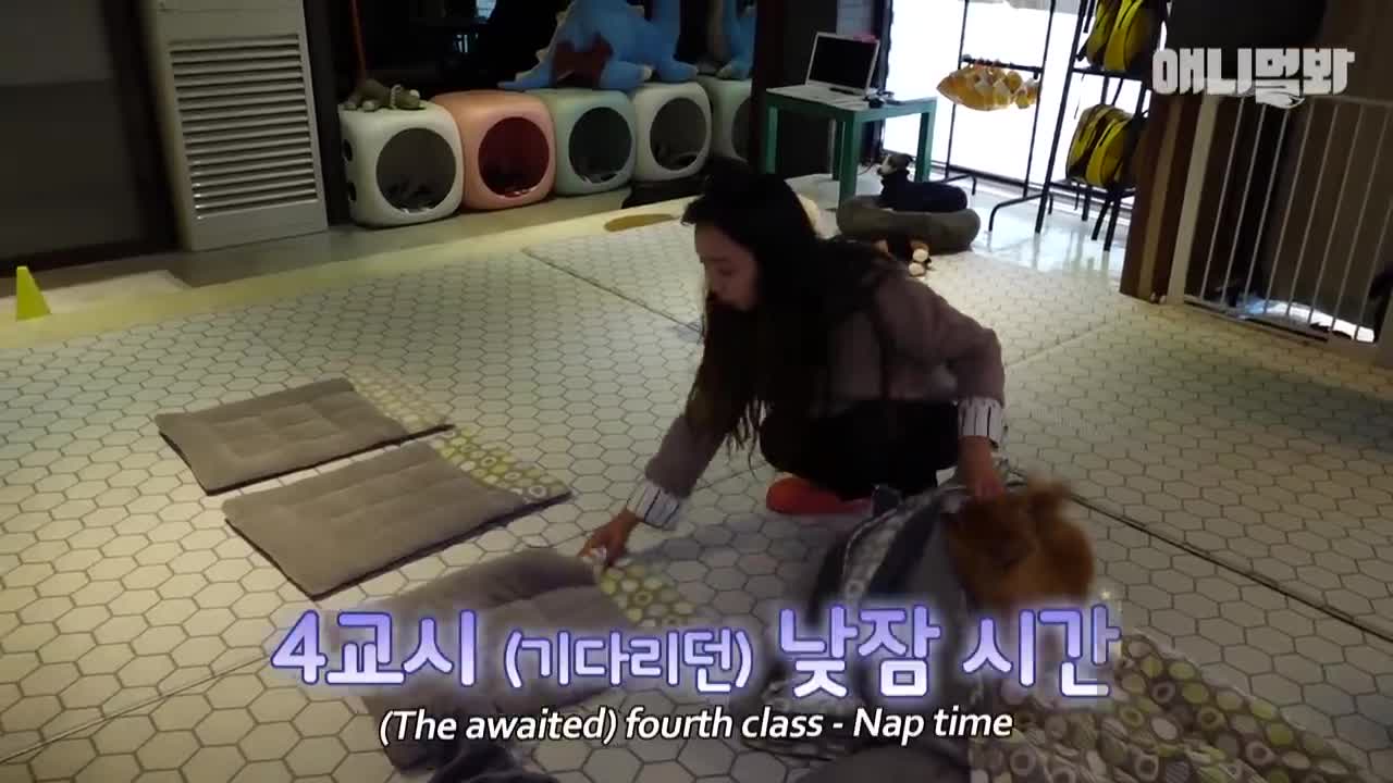 유치원에서 단체 낮잠자는 개린이들ㅋㅋㅋㅋ(박보검도 다님) l Puppies Enjoy Nap Time In The Kindergarten LOL