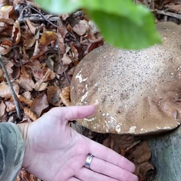 Giant autumn mushroom Porcini